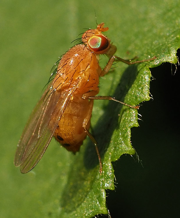 Sechspunkt-Faulfliege, Sapromyza sexpunctata